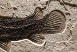 Green River Fossil Fish Mural with Rare Ultrashort-Nose Gar Fish #370577-9